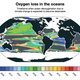 Map showing when the signal for deoxygenation due to global warming becomes visible in the ocean, with blues indicating areas where a signal is already being seen. Gray regions show no predicted oxygen loss by the end of the century. Image: Matthew Long
